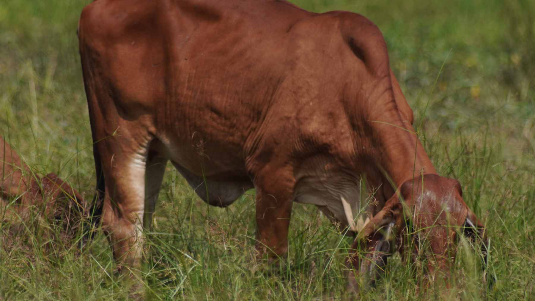 A wide shot of the Kansas Flint Hills showing the transition from native tallgrass prairie to invasive eastern red cedar trees.