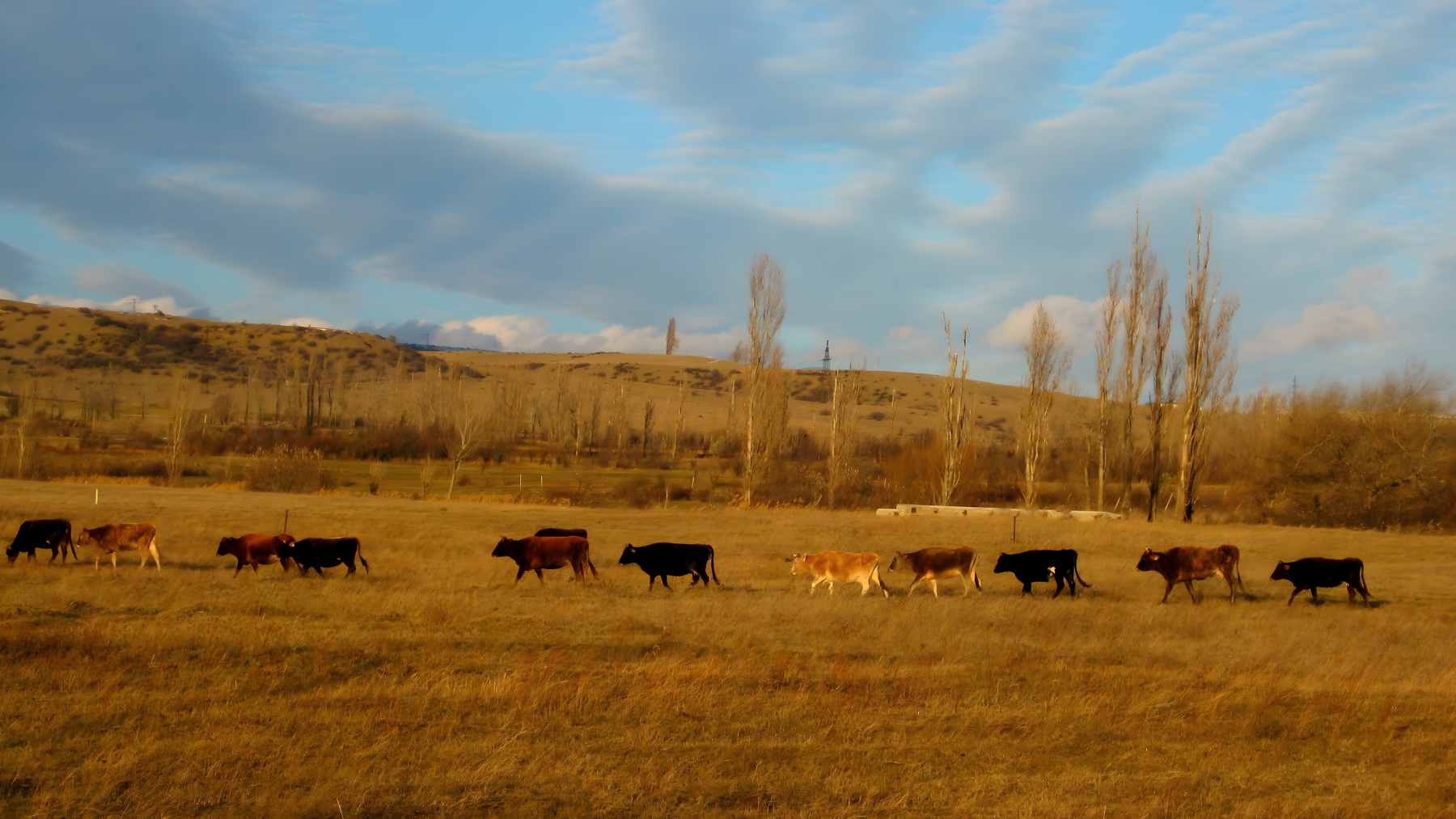 A wide shot of the Kansas Flint Hills showing the transition from native tallgrass prairie to invasive eastern red cedar trees.