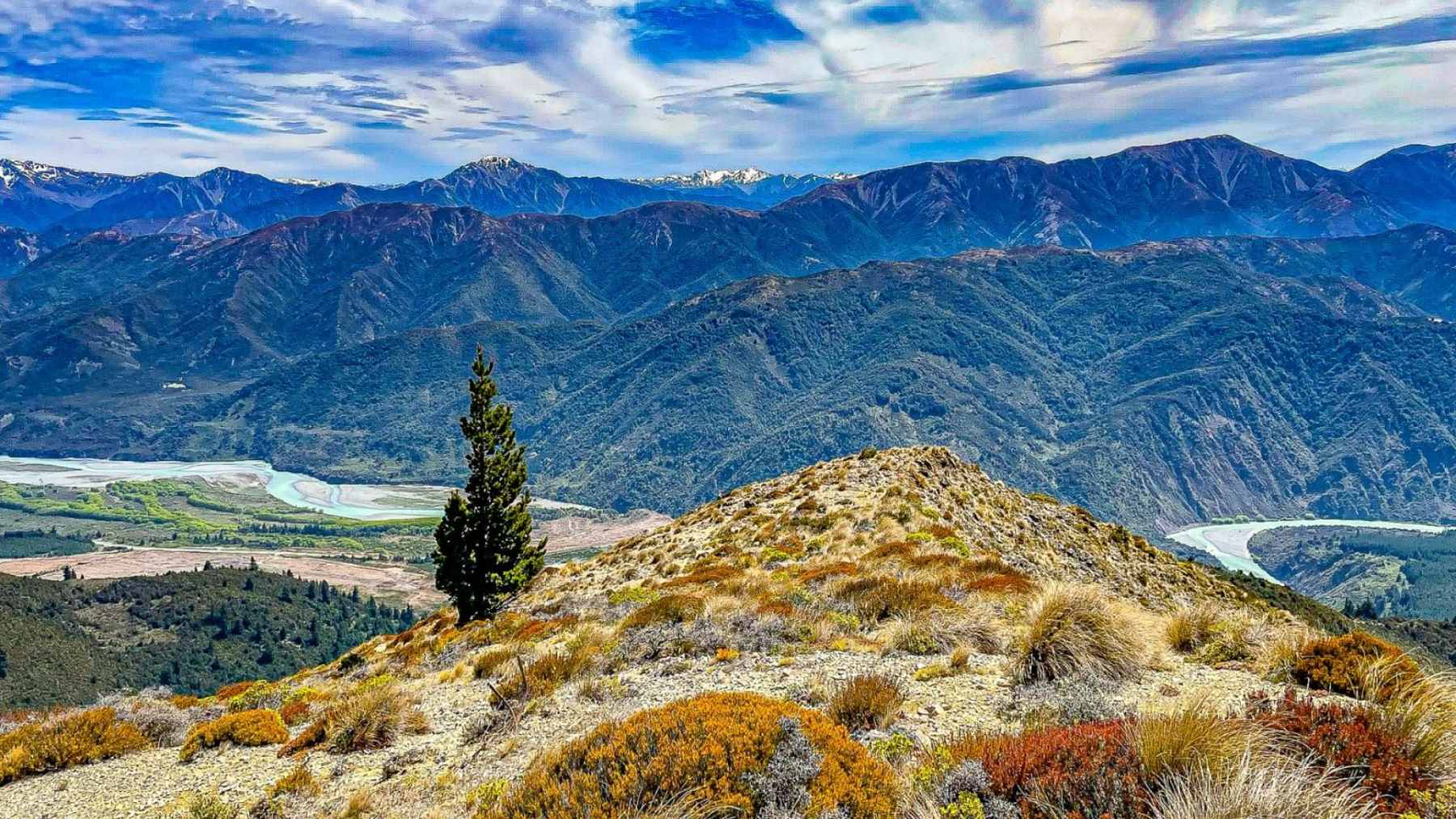 A dense forest of wilding conifer pine trees spreading uncontrollably across a natural New Zealand landscape.