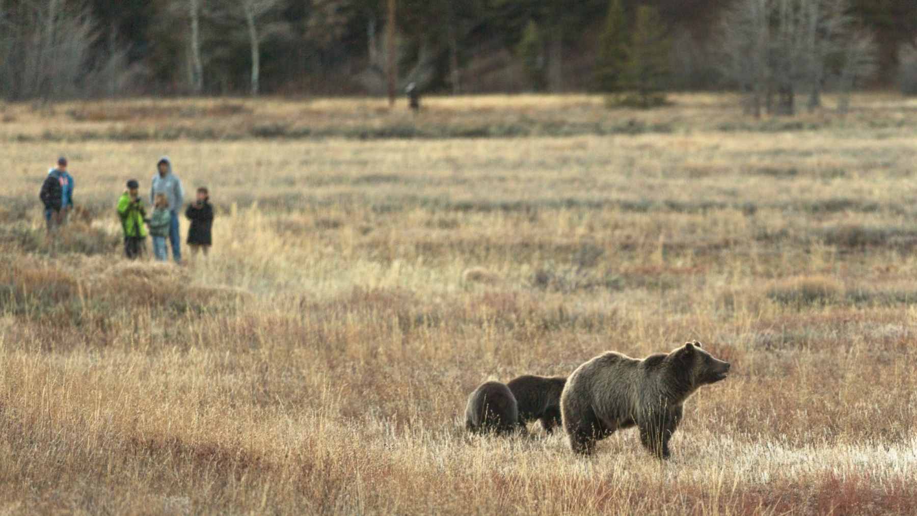 The road no Yellowstone traveler saw coming may be the most beautiful drive in America, and it stretches 68 miles across two wild states 1 A winding, high-altitude paved road along the Beartooth Highway, featuring sweeping views of alpine tundra and distant snow-capped mountains.